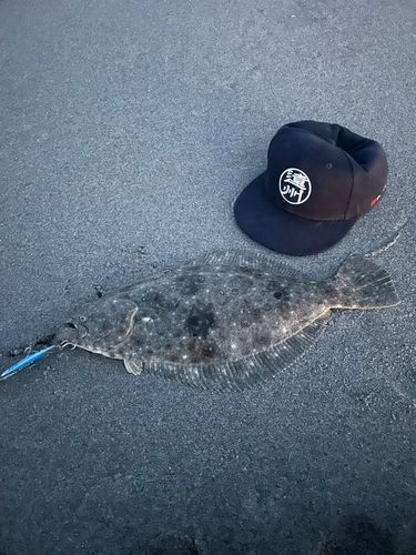 ヒラメの釣果