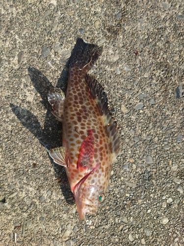 オオモンハタの釣果