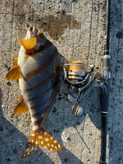 タカノハの釣果