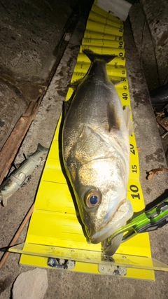 シーバスの釣果