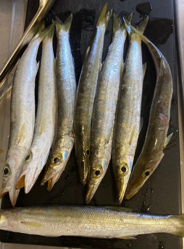 アカカマスの釣果