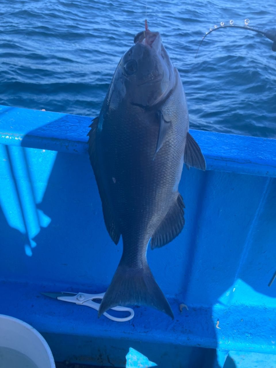 アングラーナーヒャンさんの釣果 2枚目の画像