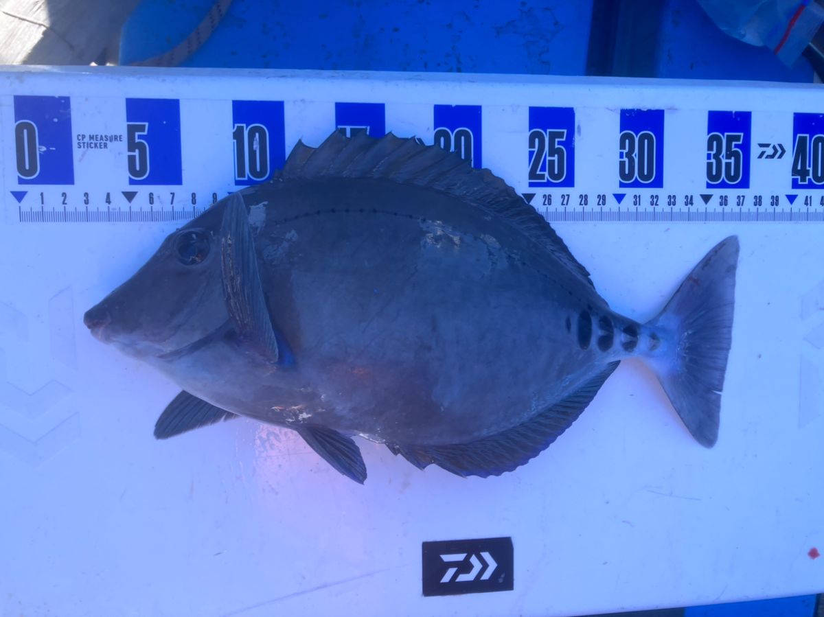 アングラーナーヒャンさんの釣果 3枚目の画像