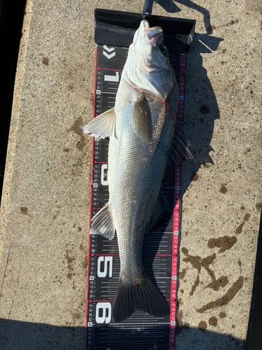 シーバスの釣果