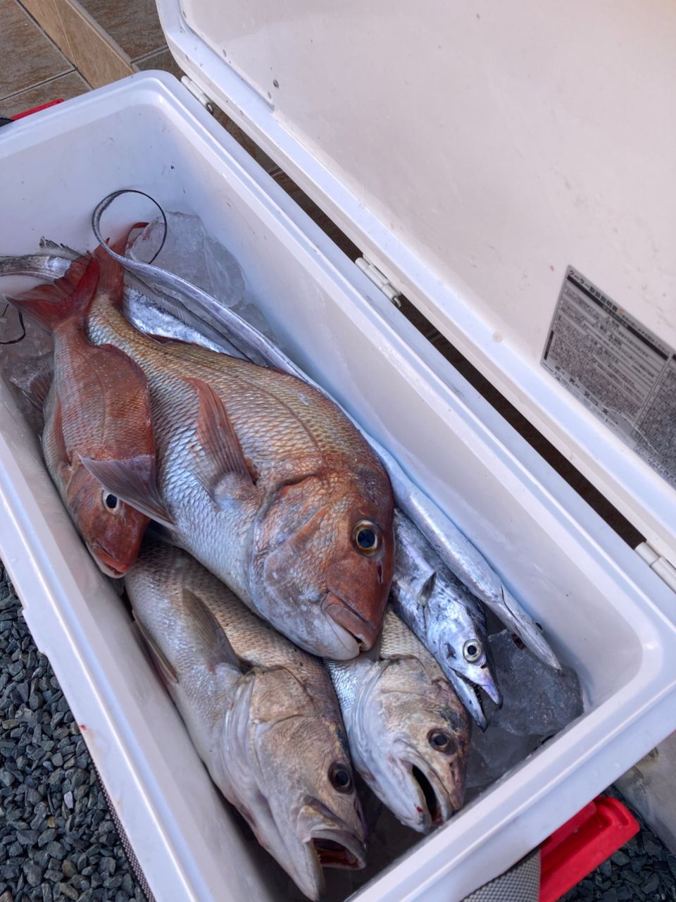 おぱんちゅパンサーさんの釣果 1枚目の画像