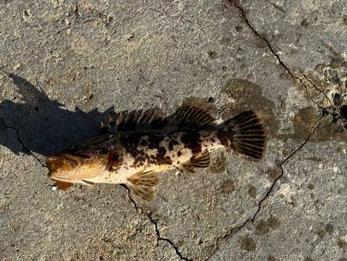 タケノコメバルの釣果