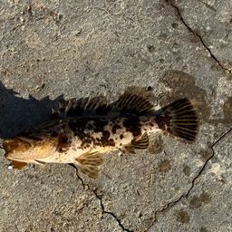 タケノコメバル