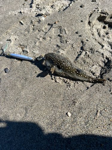 クサフグの釣果