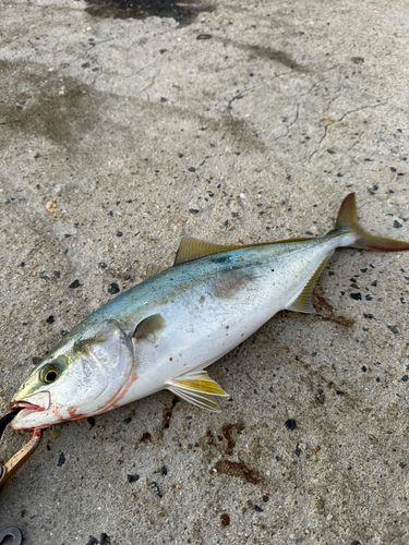ヤズの釣果