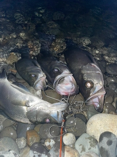 ヒラスズキの釣果