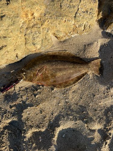 ヒラメの釣果