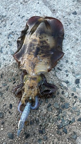 アオリイカの釣果