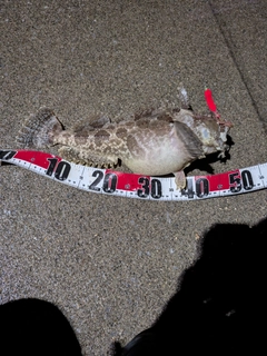 トウベツカジカの釣果