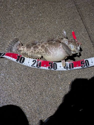 トウベツカジカの釣果