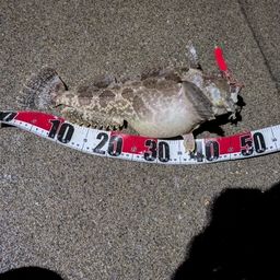 トウベツカジカ