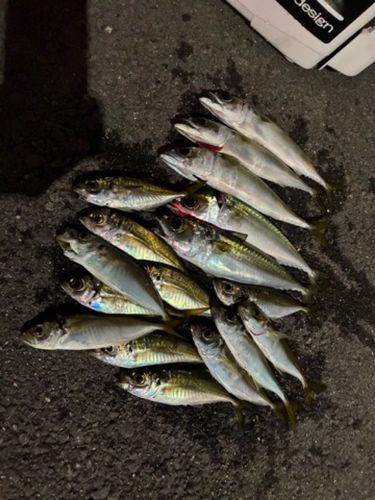 マアジの釣果