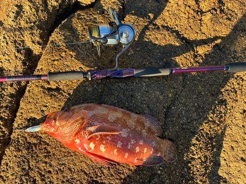 アザハタの釣果