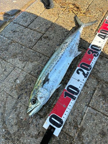 シーサイドコスモ釣り解放区