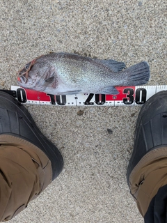 クロソイの釣果