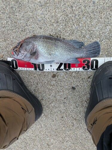 クロソイの釣果