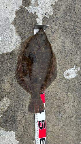 マコガレイの釣果