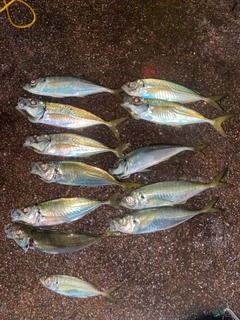 アジの釣果