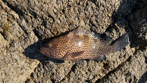 オオモンハタの釣果