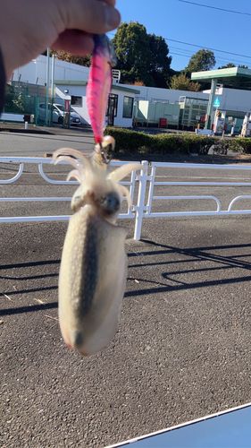 シリヤケイカの釣果