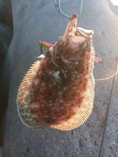 ヒラメの釣果