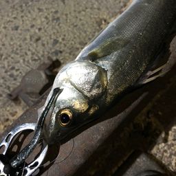 セイゴ（マルスズキ）