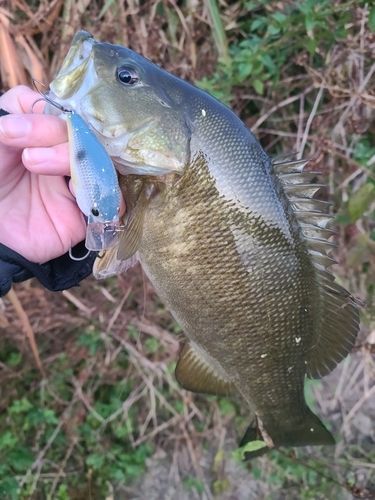スモールマウスバスの釣果