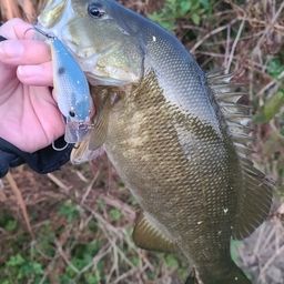 スモールマウスバス