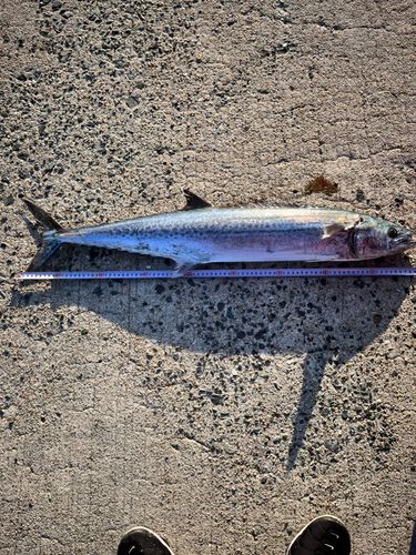 サワラの釣果