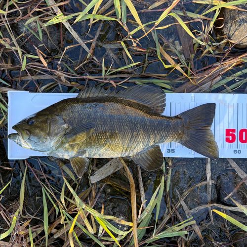 スモールマウスバスの釣果