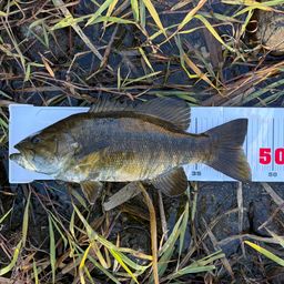 スモールマウスバス