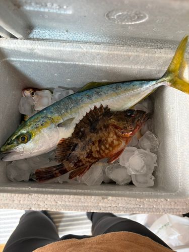 ツバスの釣果