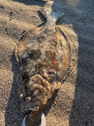 ヒラメの釣果