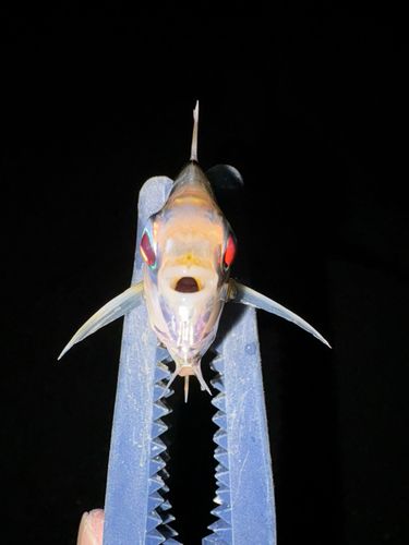 ヒイラギの釣果