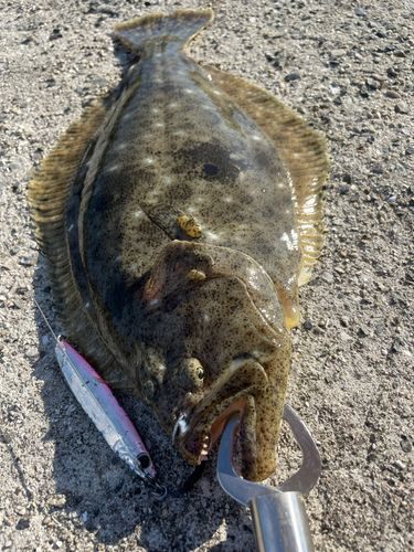 ヒラメの釣果