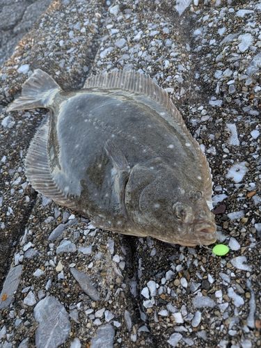 カレイの釣果
