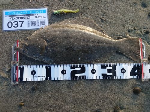 ヒラメの釣果