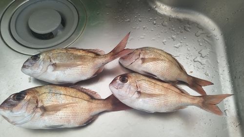 チャリコの釣果