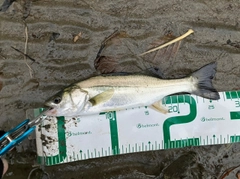 セイゴ（マルスズキ）の釣果