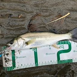 セイゴ（マルスズキ）