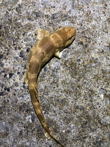 ドチザメの釣果