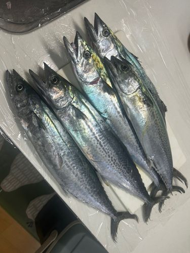 サゴシの釣果