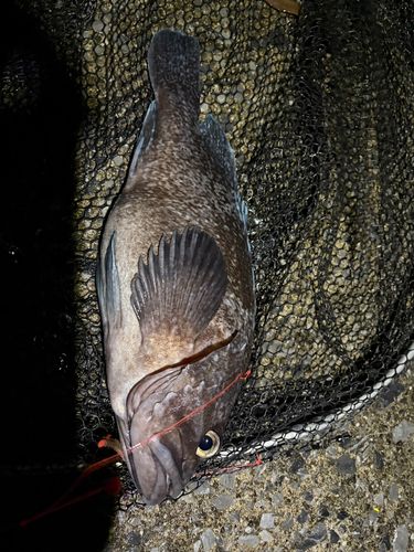 クロソイの釣果
