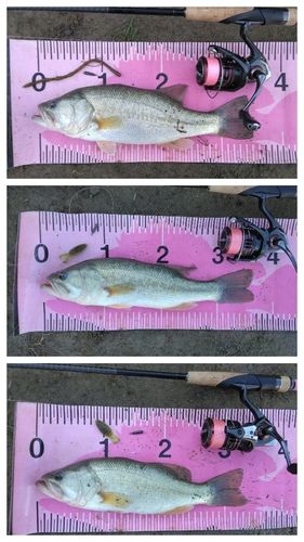 ブラックバスの釣果