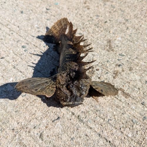 オニオコゼの釣果