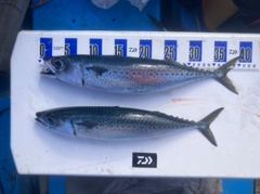 ゴマサバの釣果